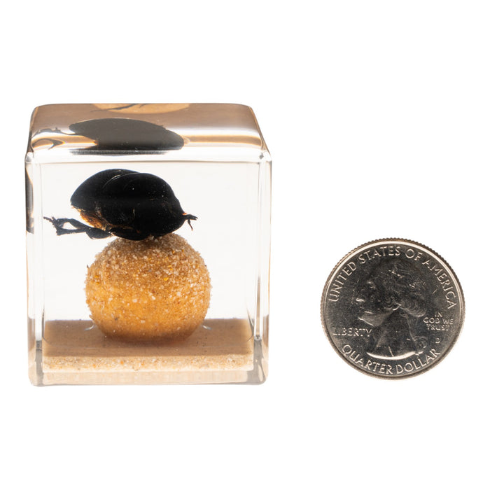 Real Dung Beetle in Acrylic Cube