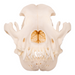 Real Domestic Dog Skull - Bullmastiff