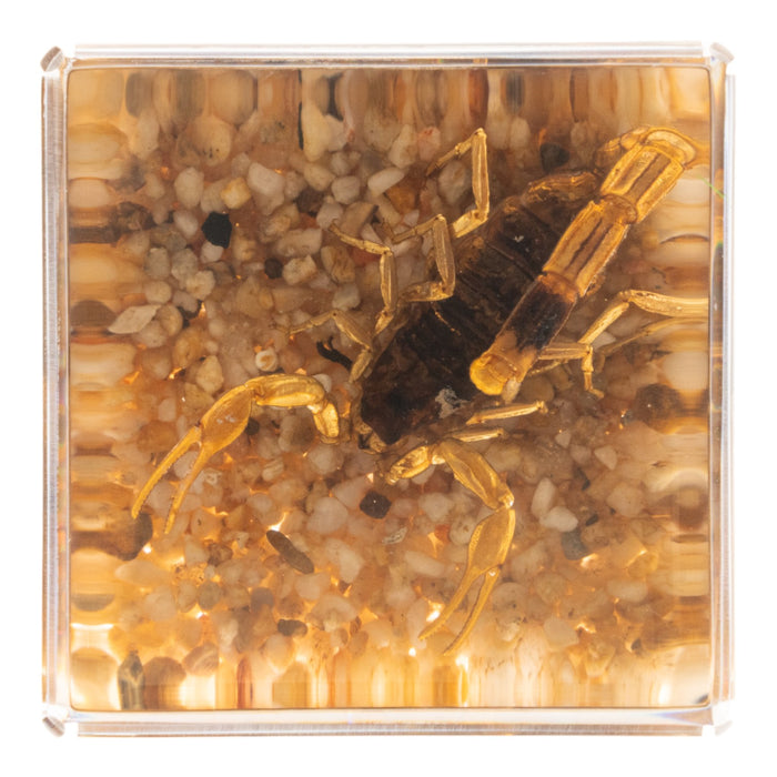 Real Golden Scorpion in Acrylic Cube