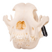 Real Domestic Dog Skull - Bullmastiff