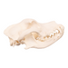 Real Domestic Dog Skull - Bullmastiff