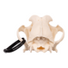 Real Domestic Dog Skull - Bullmastiff