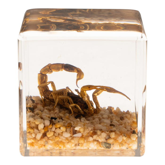 Real Golden Scorpion in Acrylic Cube