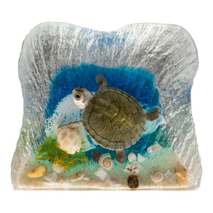 Real Turtle with Ocean Background in Acrylic