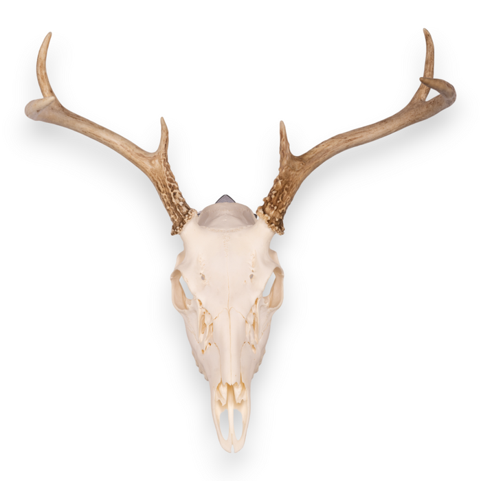 Metal Skull Mount - The 'Bambi' Bracket