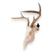 Metal Skull Mount - The 'Bambi' Bracket