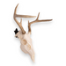 Metal Skull Mount - The 'Bambi' Bracket