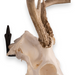 Metal Skull Mount - The 'Bambi' Bracket