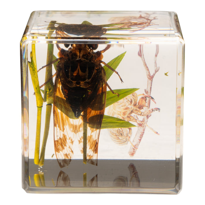 Real Cicada in Acrylic Cube