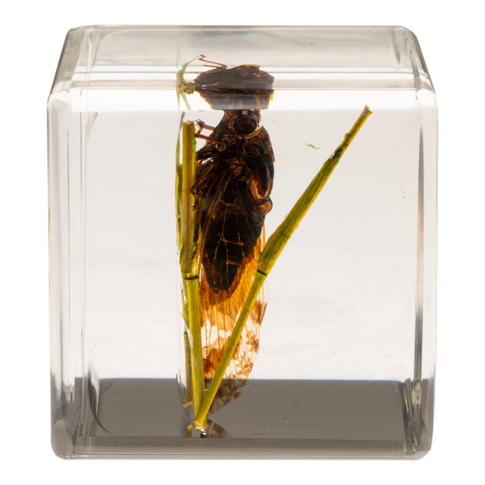 Real Cicada in Acrylic Cube