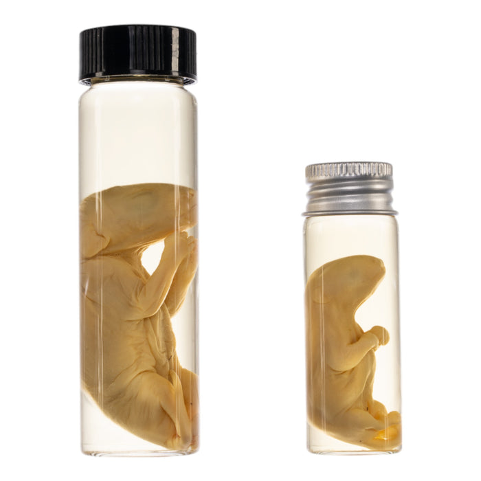 Real Wet Specimen in Alcohol - Opossum Pup