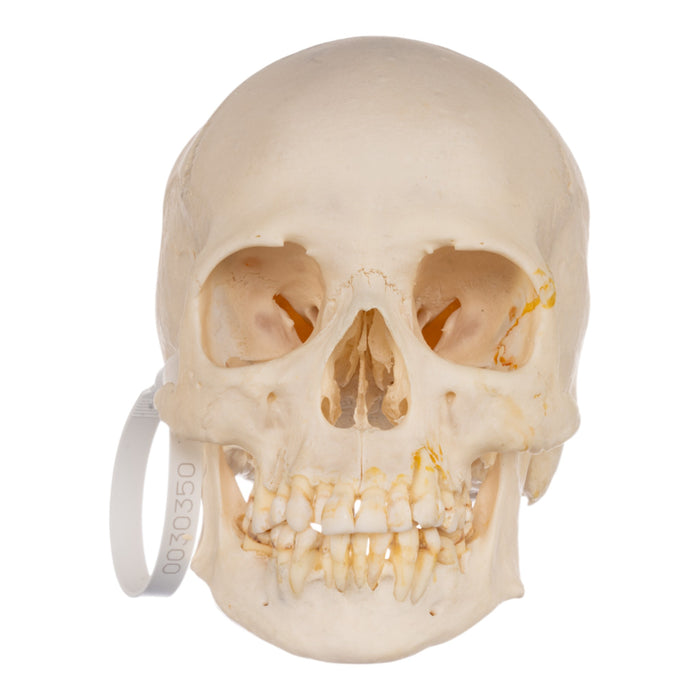 Real Human Skull