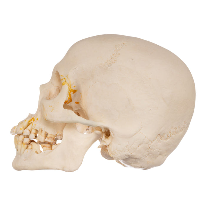 Real Human Skull