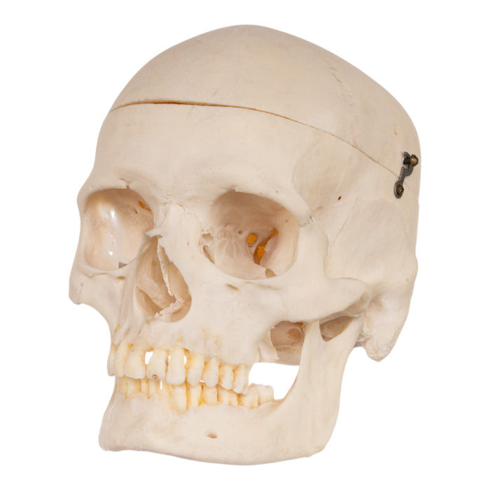 Real Human Skull