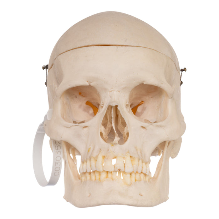 Real Human Skull