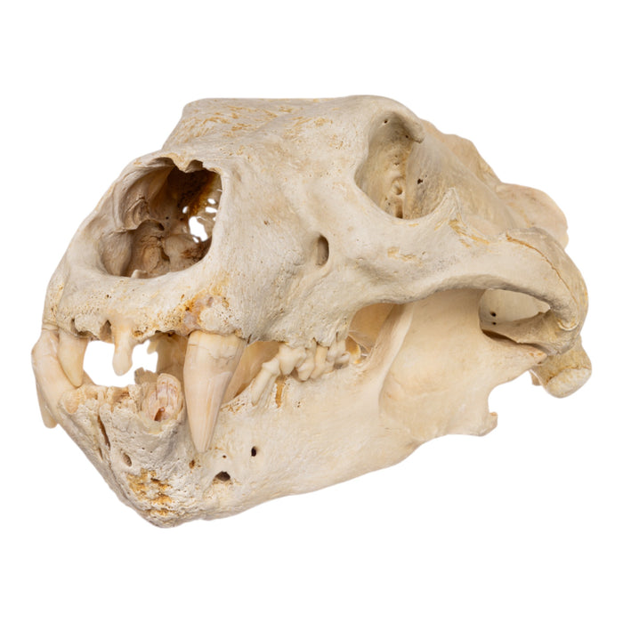 Real Polar Bear Skull