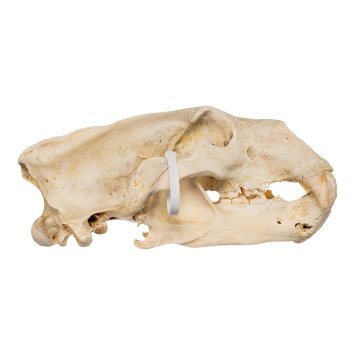 Real Polar Bear Skull