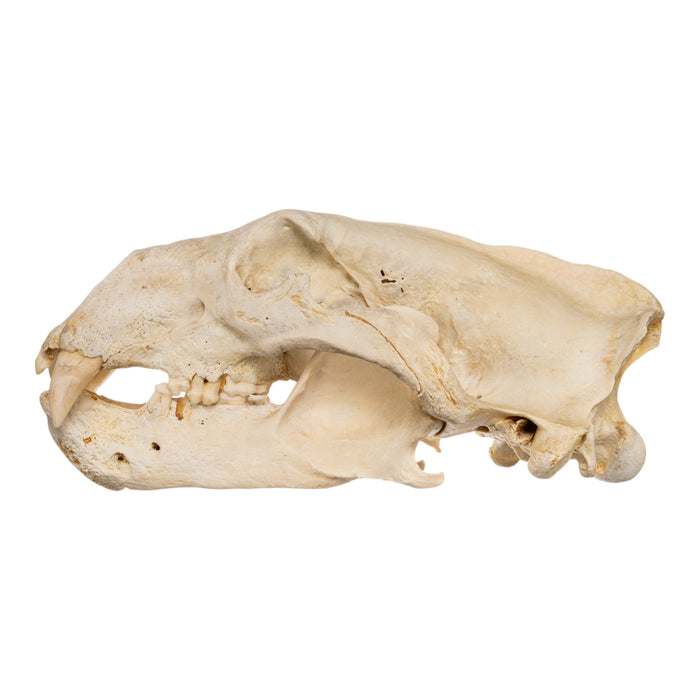 Real Polar Bear Skull