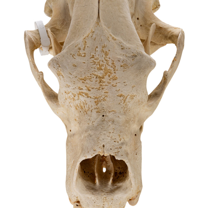 Real Polar Bear Skull