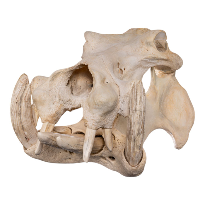 Real Hippopotamus Skull