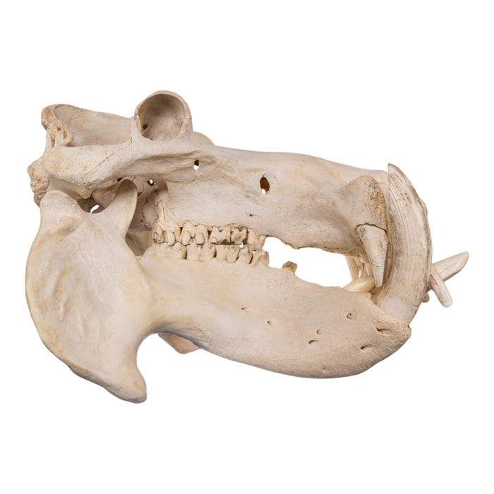 Real Hippopotamus Skull