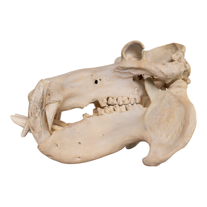 Real Hippopotamus Skull