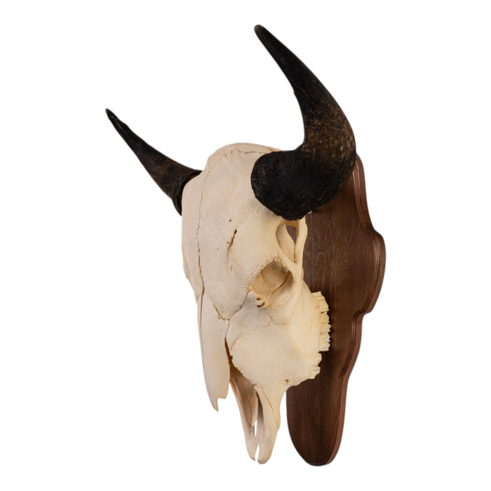 Real American Bison Skull