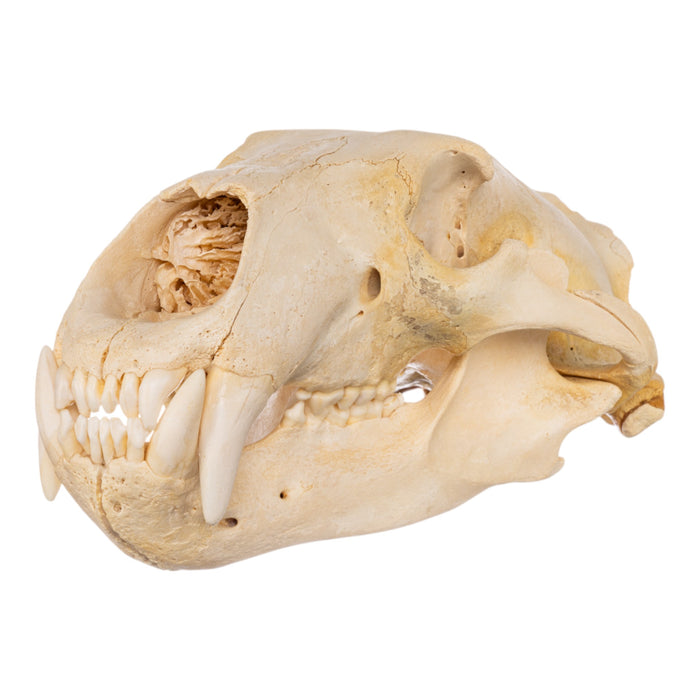 Real Polar Bear Skull