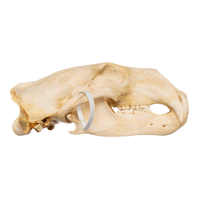 Real Polar Bear Skull