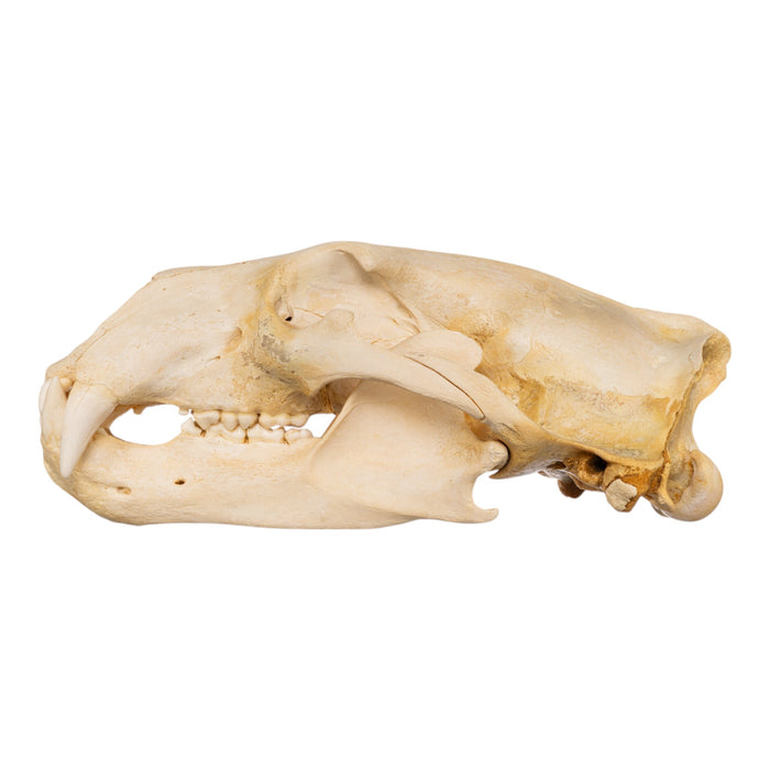 Real Polar Bear Skull