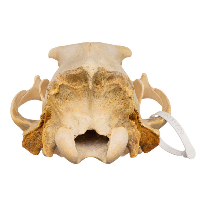 Real Polar Bear Skull