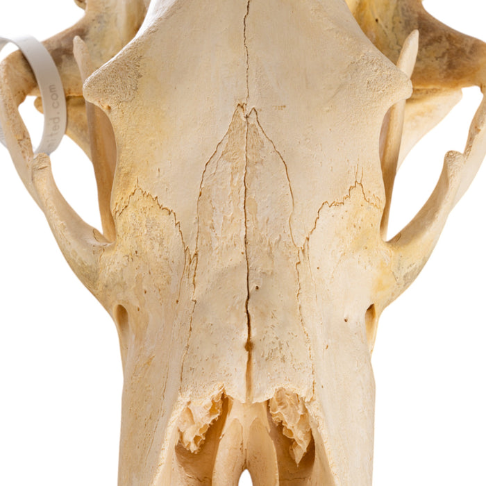 Real Polar Bear Skull