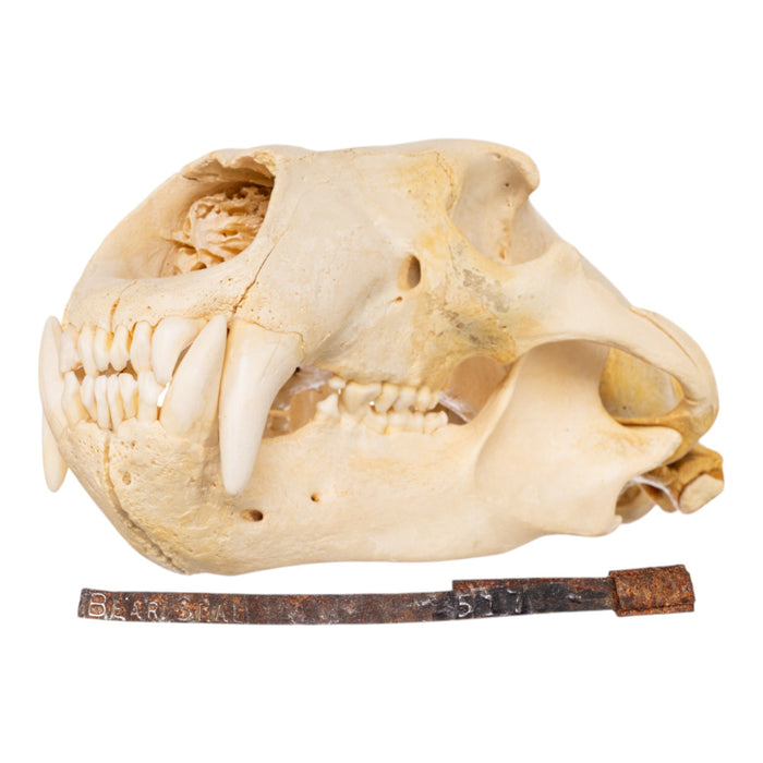 Real Polar Bear Skull