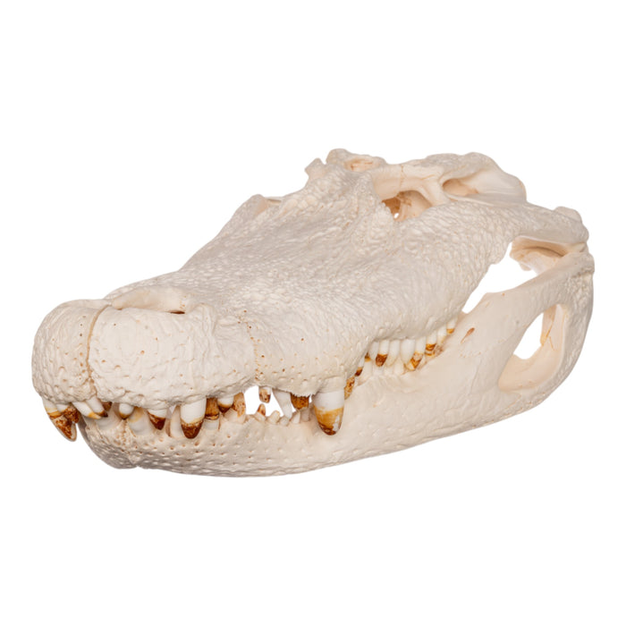 Real American Alligator Skull (21.5")