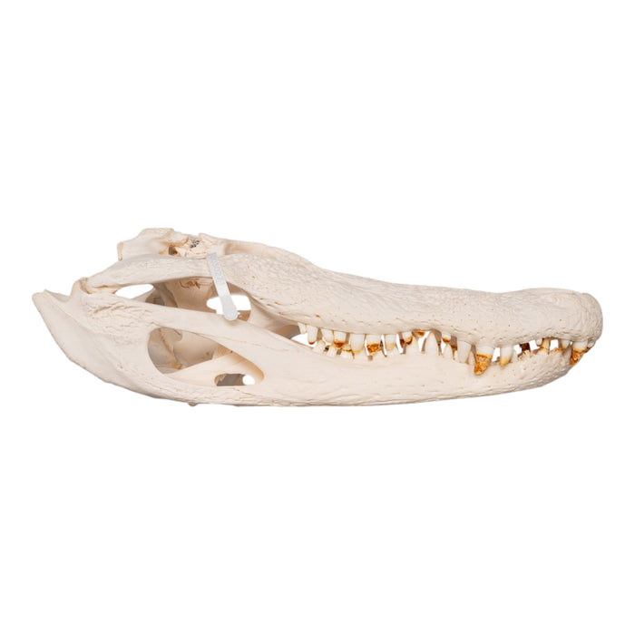 Real American Alligator Skull (21.5")