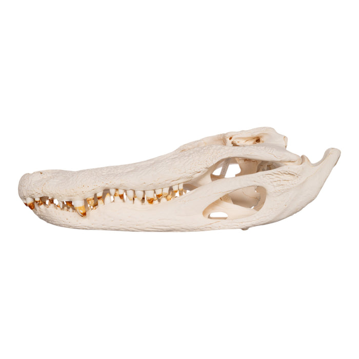 Real American Alligator Skull (21.5")