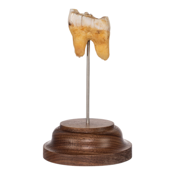 Real Southern Giraffe Tooth on Stand