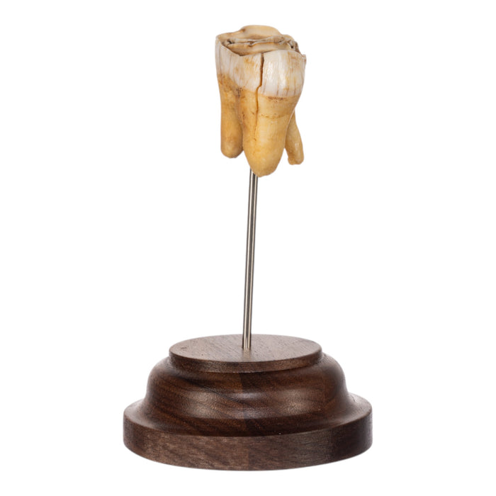 Real Southern Giraffe Tooth on Stand