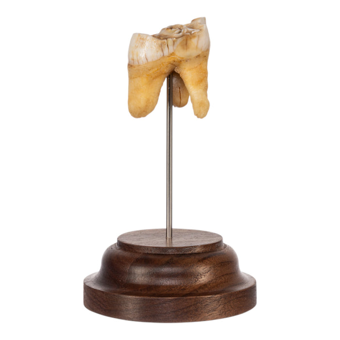 Real Southern Giraffe Tooth on Stand