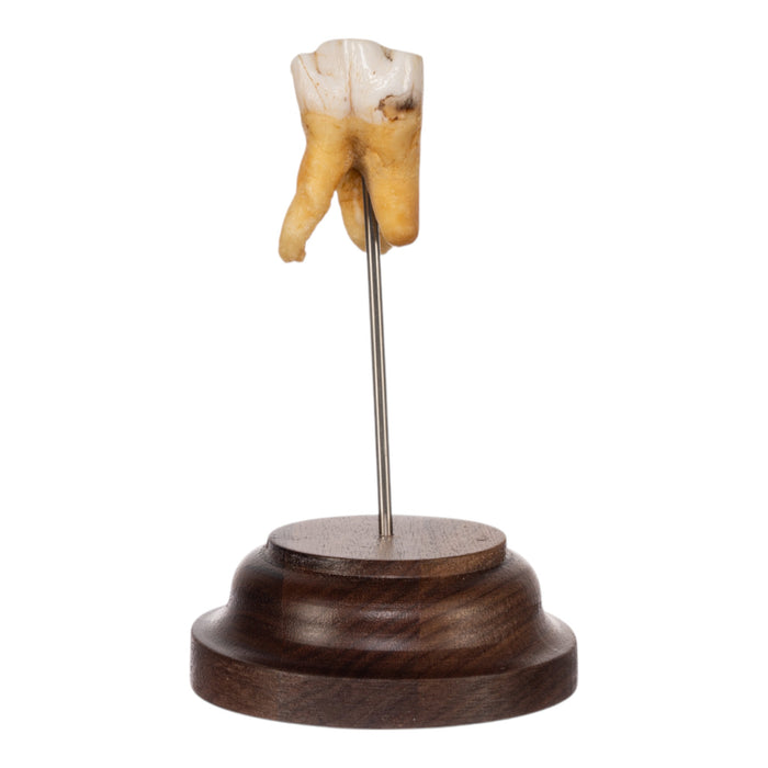 Real Southern Giraffe Tooth on Stand