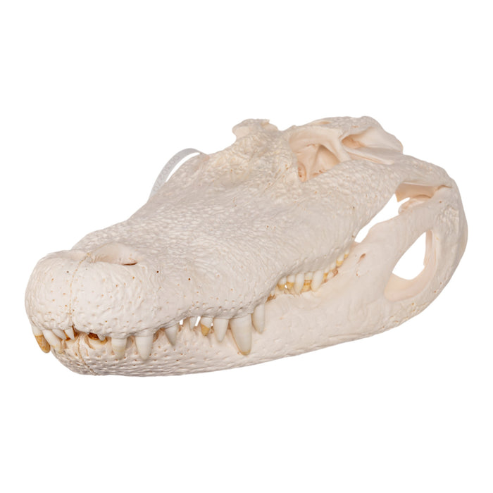 Real American Alligator Skull (19.8")