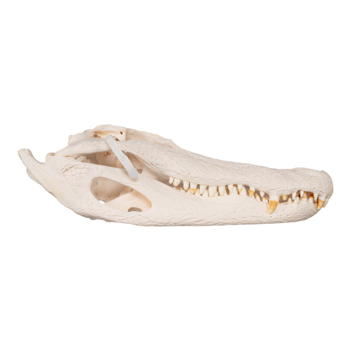 Real American Alligator Skull (19.8")