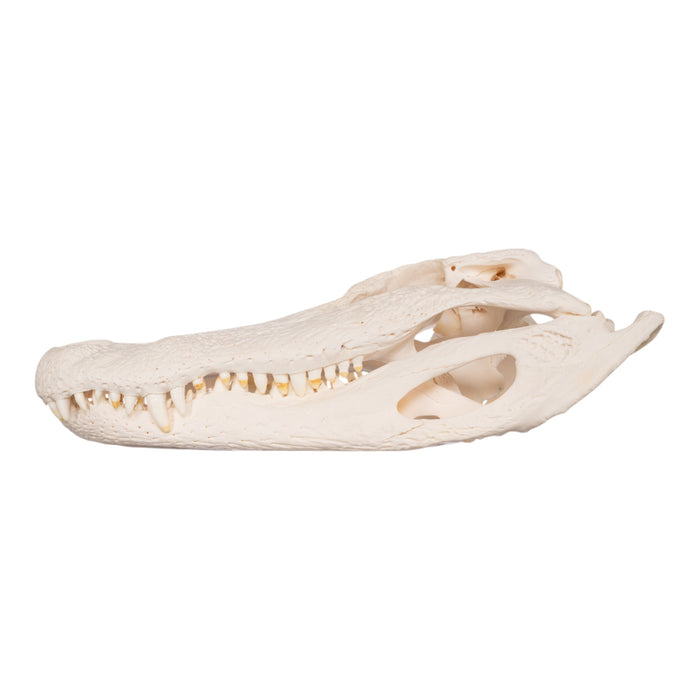 Real American Alligator Skull (19.8")