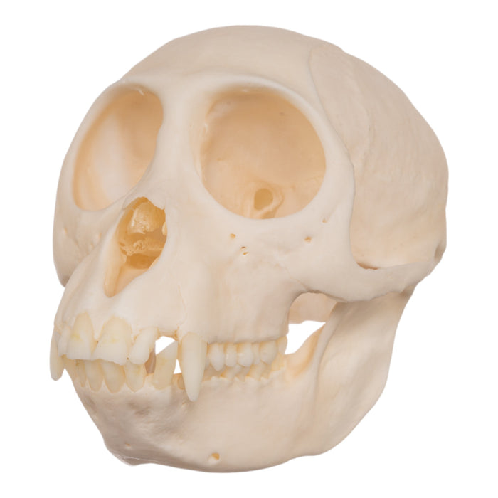 Real Crested Mona Monkey Skull - Female