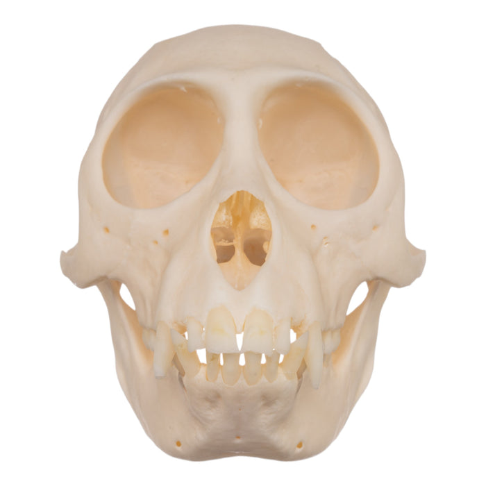 Real Crested Mona Monkey Skull - Female