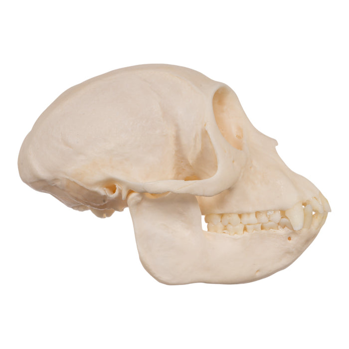 Real Crested Mona Monkey Skull - Female