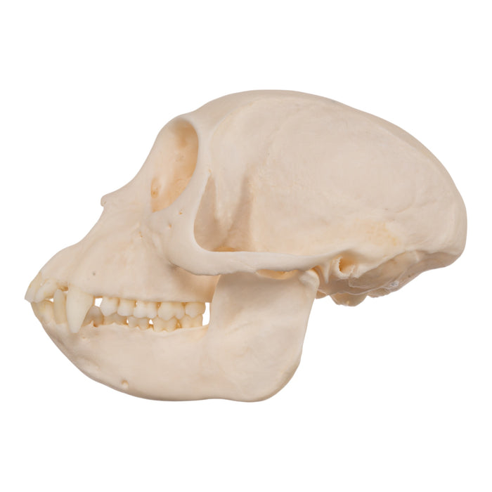 Real Crested Mona Monkey Skull - Female