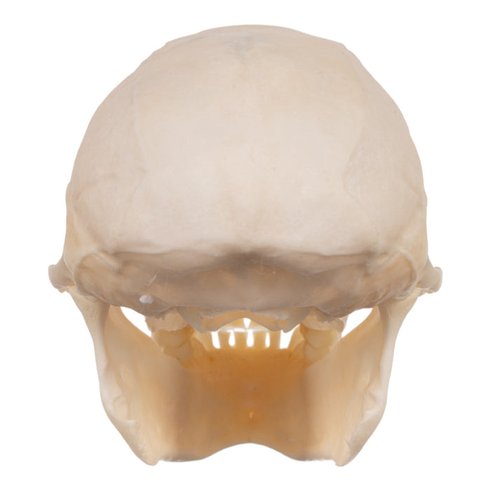 Real Crested Mona Monkey Skull - Female