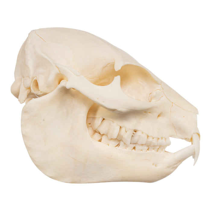 Real Rock Hyrax Skull