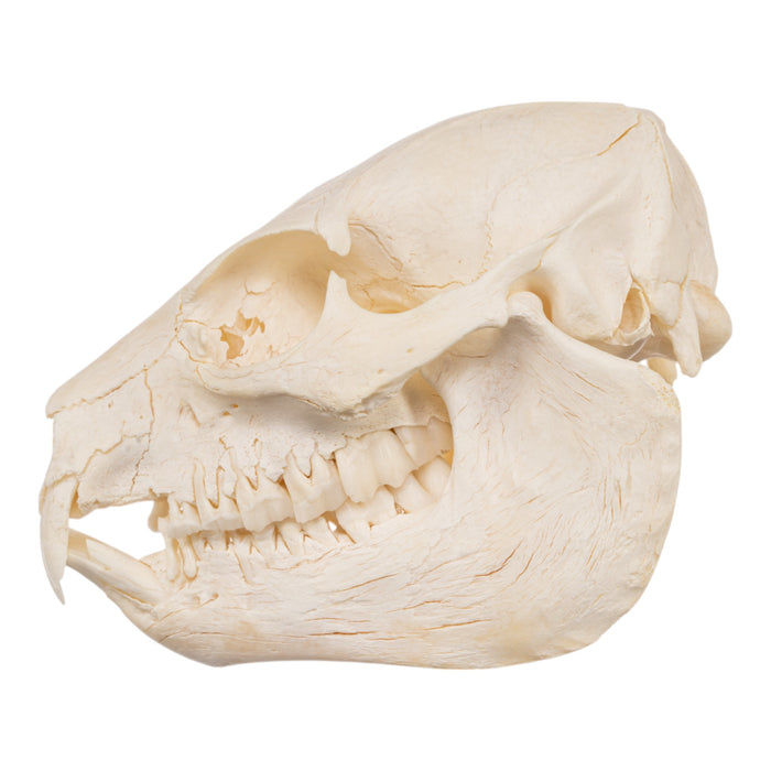 Real Rock Hyrax Skull